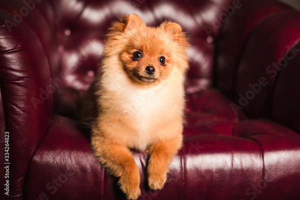 Obraz smilling puppy dog in a leather chair