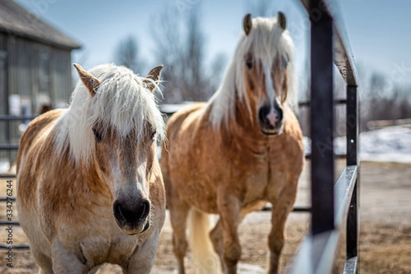 Obraz horse in winter