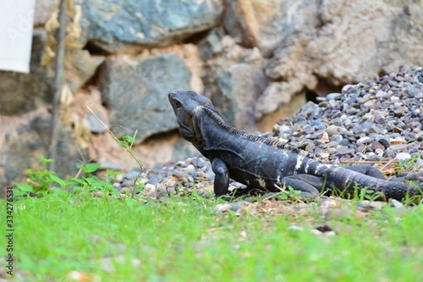 Obraz lizard on rock