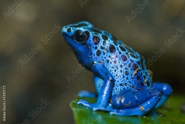 Obraz niebieska żaba