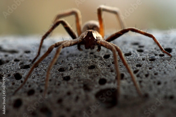 Fototapeta spider on macro