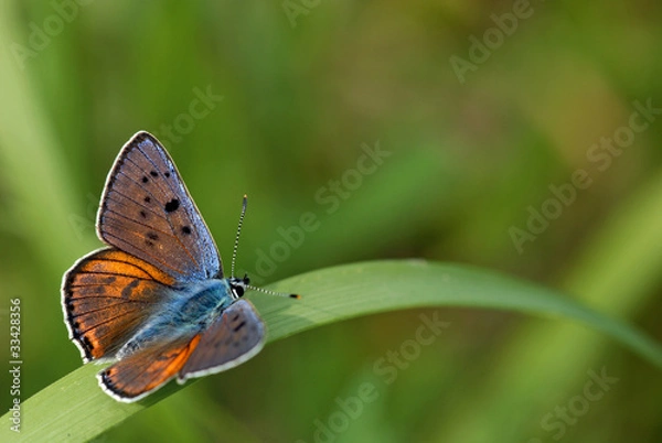 Obraz Lycaena alciphron