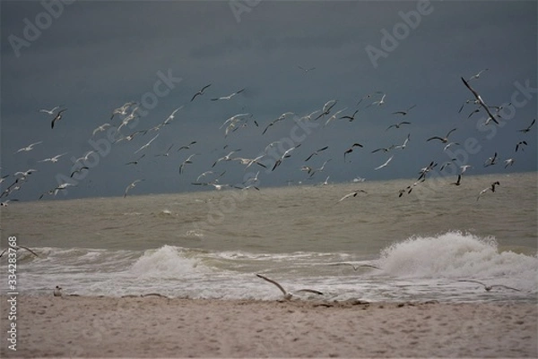 Obraz seagulls on the beach