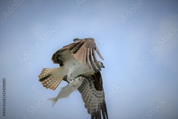 Obraz Osprey with fish in flight