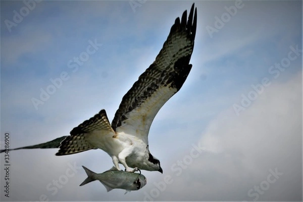 Obraz Osprey with fish in flight