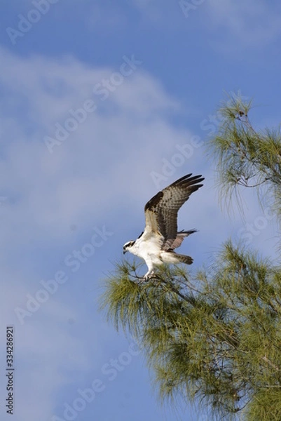 Obraz Osprey tree Naples FL