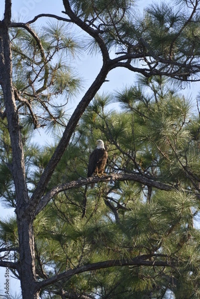 Obraz Bald Eagle Naples FL Airport