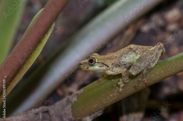 Fototapeta Small brazilian frog in Cananéia (South Coast of the State of São Paulo) - Brazil