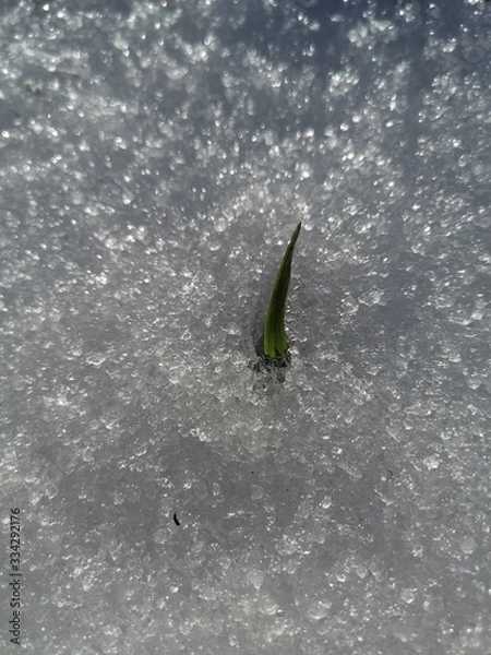 Obraz rain drops on a leaf