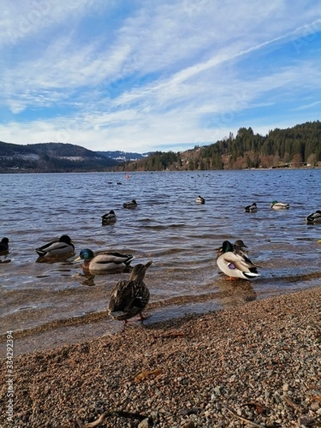 Obraz ducks on lake