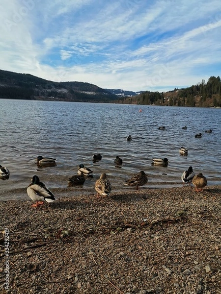 Obraz ducks on lake