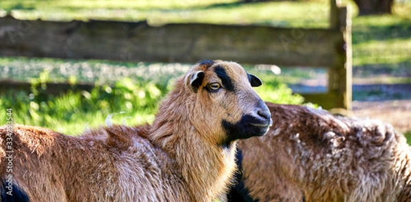 Fototapeta Portrait of a Cameroon sheep. Breed Ovis Aries.