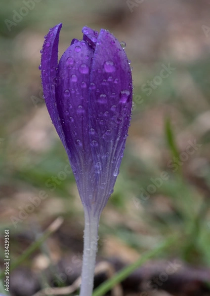 Obraz Wet Crocus