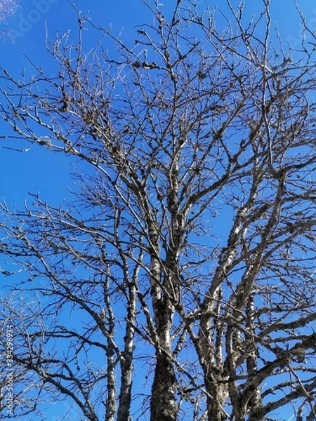 Obraz tree against blue sky