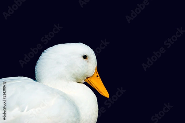 Obraz duck on a background