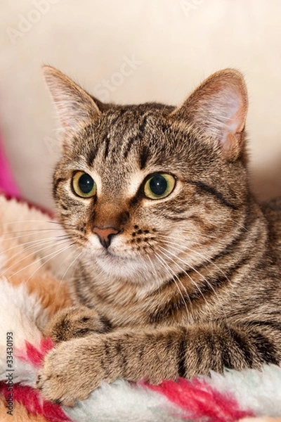 Obraz Cat lie On Pillow