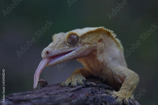 Obraz closeup of lizard