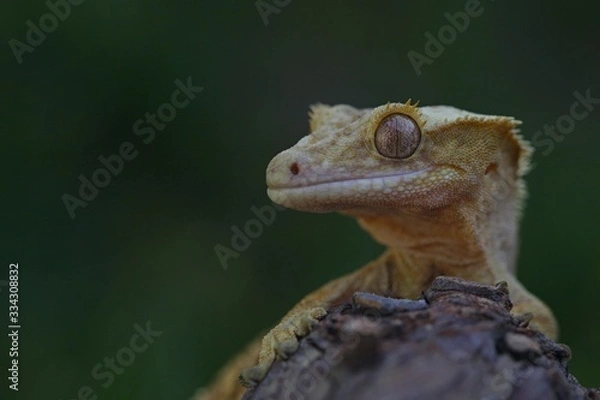 Fototapeta frog on leaf