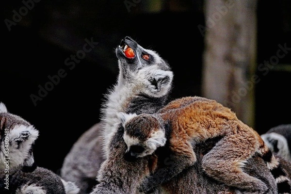 Obraz ring tailed lemur