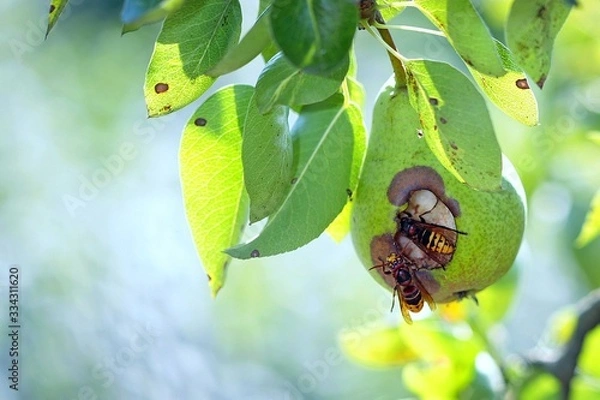 Obraz butterfly on leaf