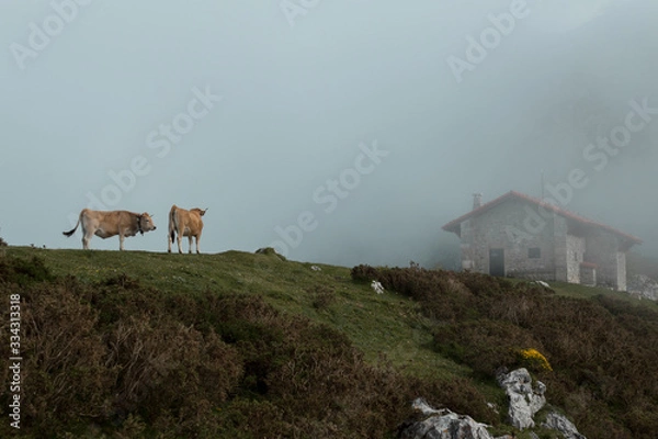 Obraz house on the mountains