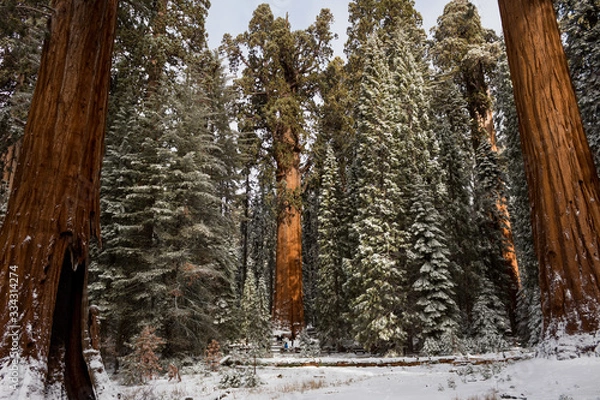 Obraz sequoia trees at winter