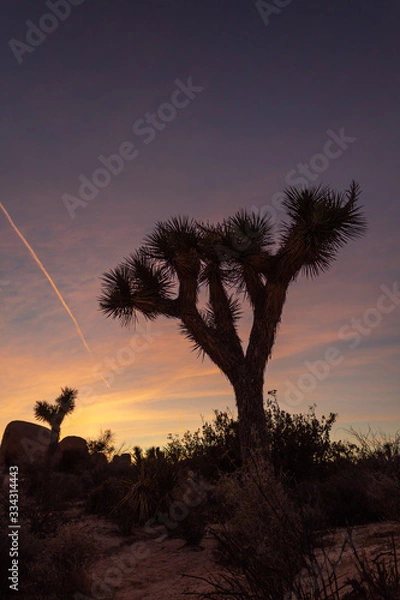 Obraz silhouette of joshua tree at sunset