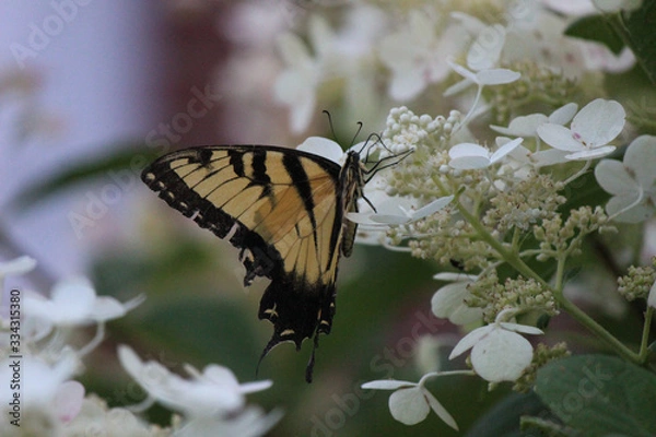 Obraz Swallowtail on a hydrangea
