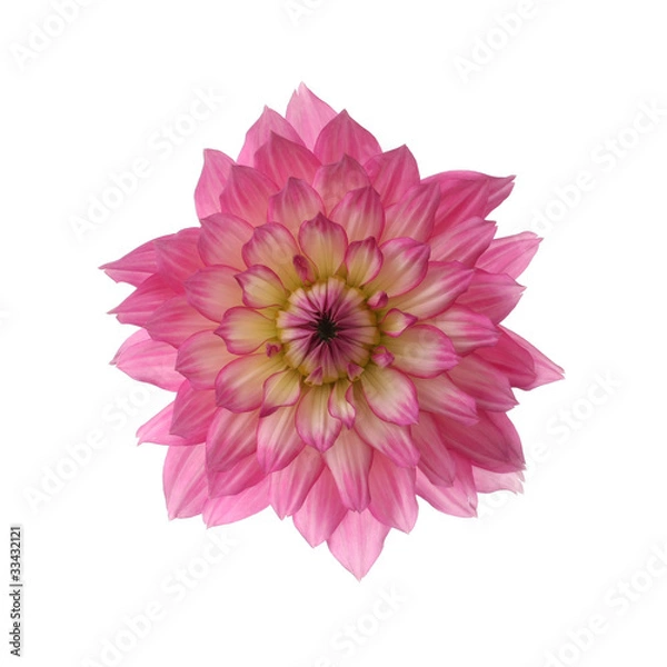 Obraz różowa dalia