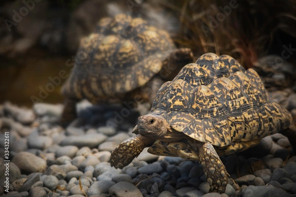 Fototapeta Leopard Tortoise
