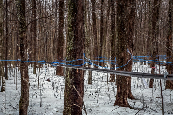 Fototapeta Collecting maple sap in spring.