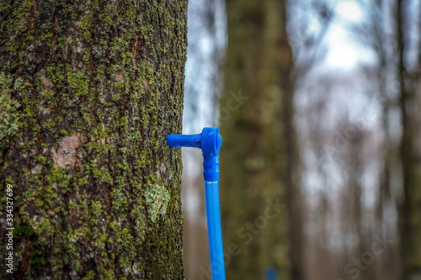 Fototapeta Collecting maple sap in spring.