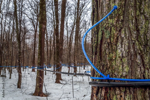 Fototapeta Collecting maple sap in spring.