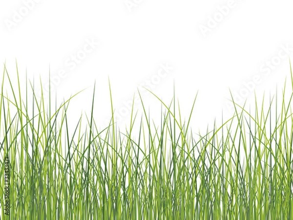 Fototapeta Green grass background