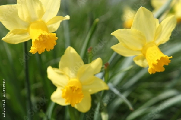 Fototapeta yellow daffodils full bloom,  in the garden on a spring day