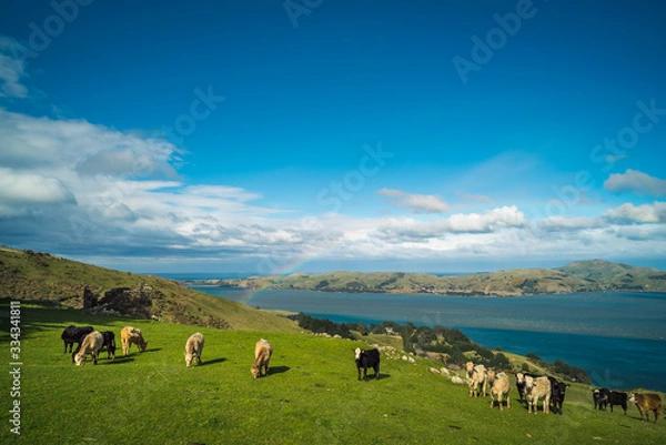 Fototapeta Cows grazing on a grassy hill with a colourful rainbow arching over the ocean in the background.A beautiful sunny day in Dunedin New Zealand south island