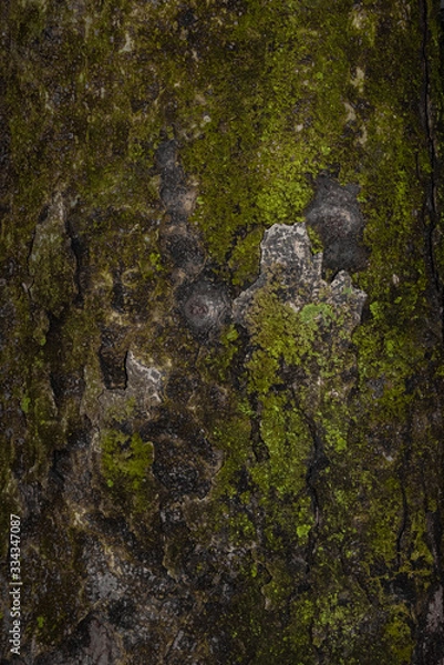 Obraz Moss on the tree