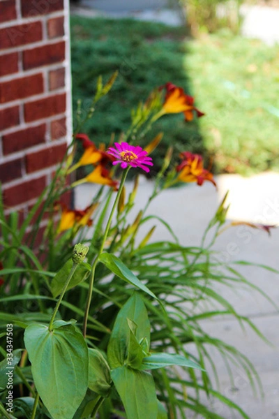 Obraz Flowers in the summer