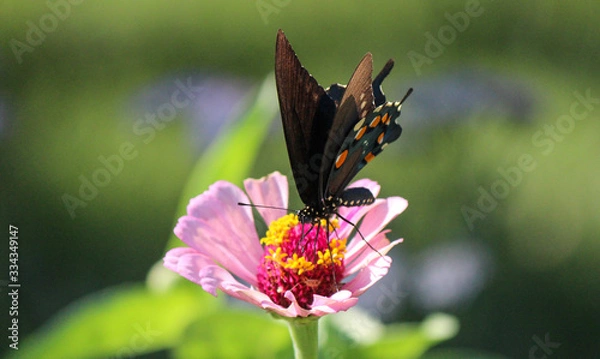 Obraz butterfly on flower