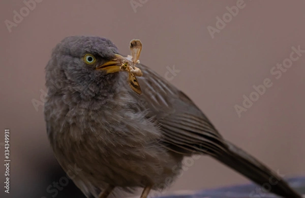 Fototapeta babbler with a prey in its trap
