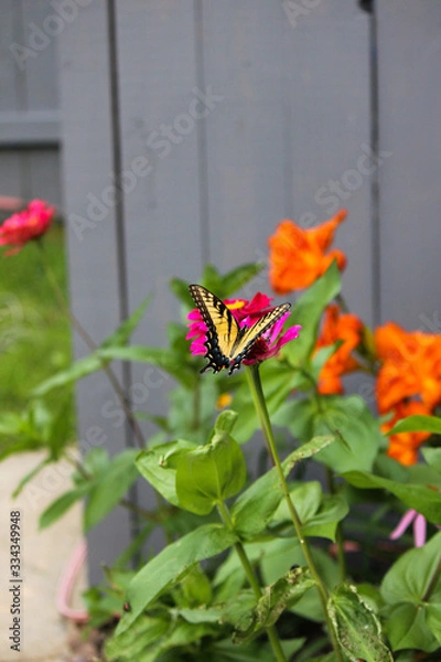Obraz Butterfly among the flowers