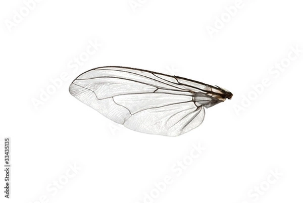 Obraz Fly wing