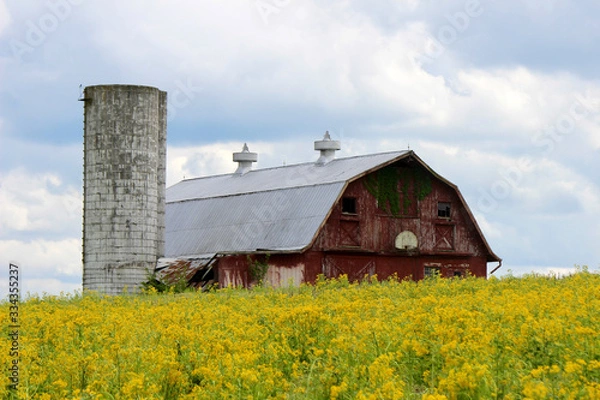 Obraz Hoop it up in some ragweed