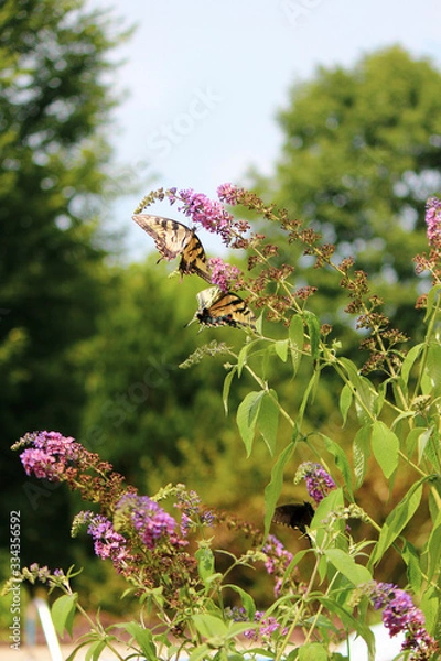 Obraz Fluttering in the breeze