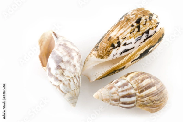 Fototapeta sea-shells