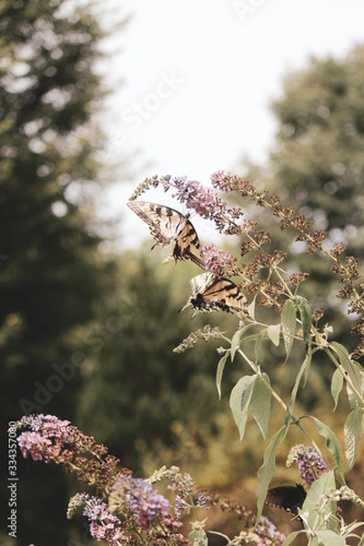Obraz Butterflies in the wind