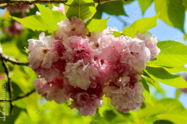 Obraz Beautiful flowers hanging from the tree in the spring