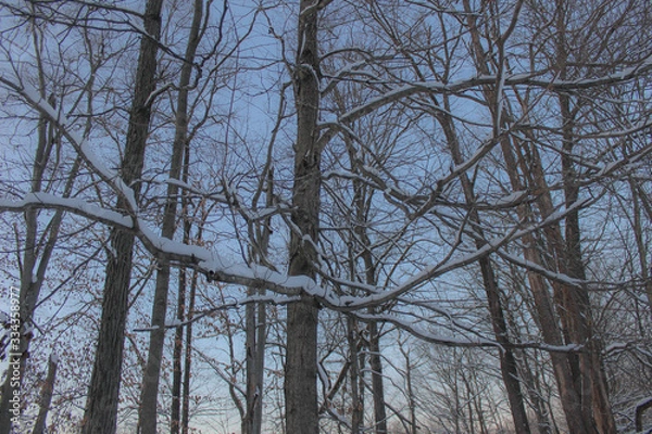 Obraz Winter in the woods