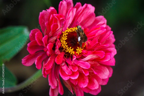 Obraz A skipper on a beautiful pink dahlia