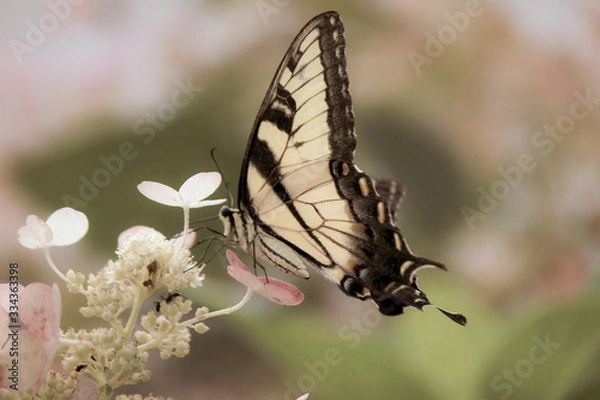 Obraz A yellow Swallowtail on a hydrangea